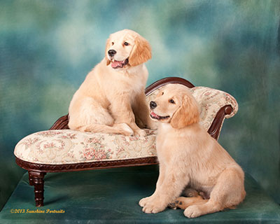 Xanadu Golden Retriever pups