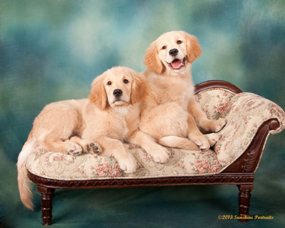 Xanadu Golden Retriever pups