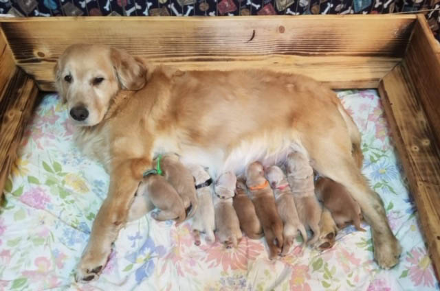 dylan and her new born puppies