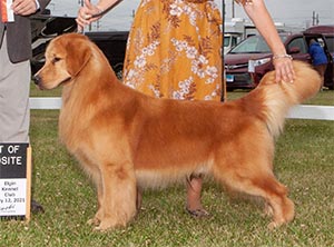 xanadu goldens jaxson