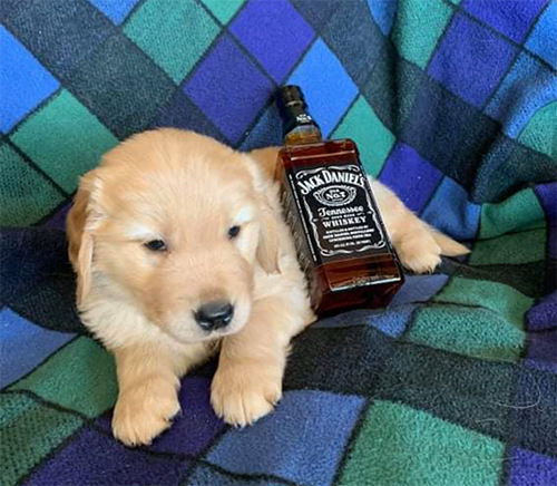 GCH Xanadu's Forever Jack Daniels If You Please Jaxson