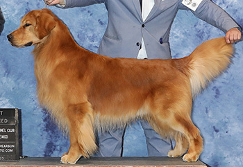 jaxson bob from coronado kennel club may 2023