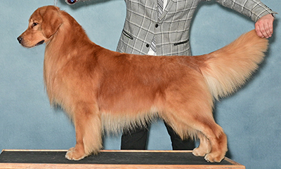 tjaxson bob from santa maria kennel club june 2023