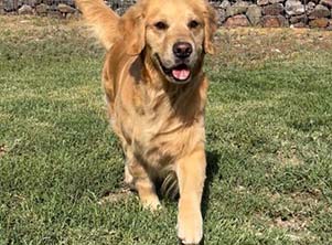 xanadu goldens nugget