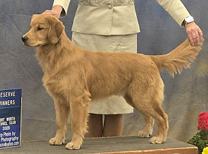 xanadu goldens waylon
