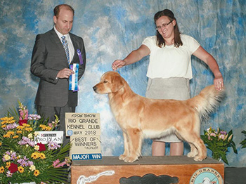 xanadu goldens dylan