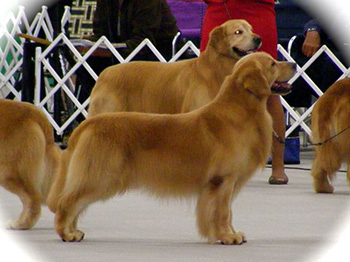 xanadu goldens john wayne