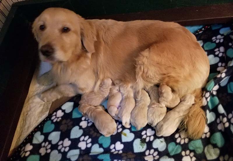 dylan and her new born puppies