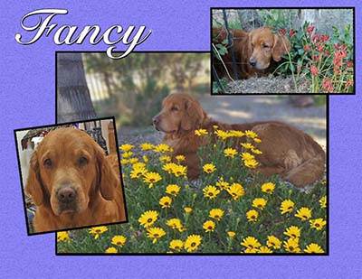 xanadu goldens memorial for fancy