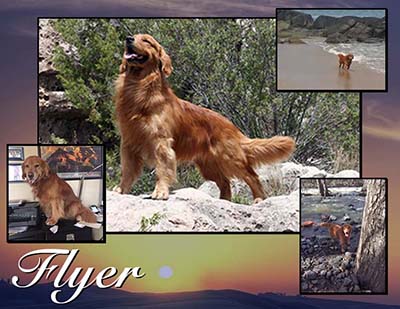 xanadu goldens memorial for flyer