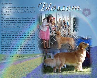 xanadu goldens memorial for blossom