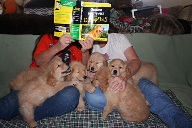 xanadu goldens book golden retrievers for dummies