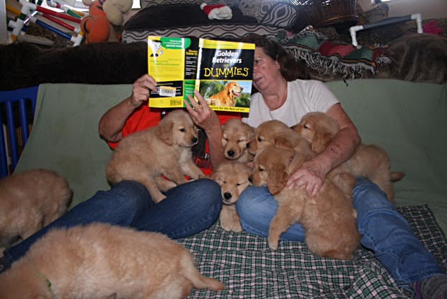 xanadu goldens fun reading golden retriever book