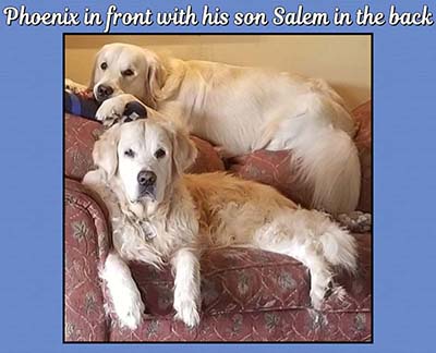 xanadu goldens memorial for phoenix