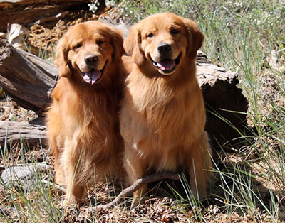 xanadu goldens Xanadu's John Wayne