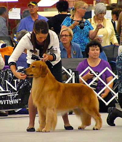 xanadu goldens Xanadu's John Wayne