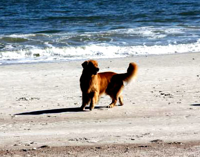 xanadu goldens Xanadu's John Wayne