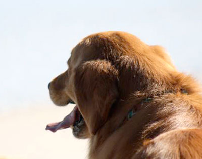 xanadu goldens Xanadu's John Wayne