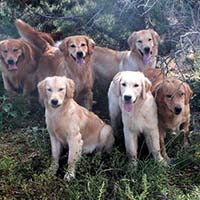 xanadu goldens property in az 1