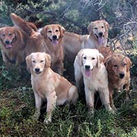 xanadu golden retrievers property 1