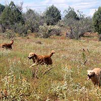 xanadu goldens property in az 2
