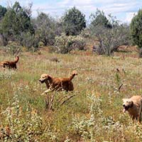 xanadu golden retrievers property 2