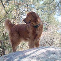 xanadu golden retrievers property 3