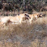 xanadu goldens property in az 4