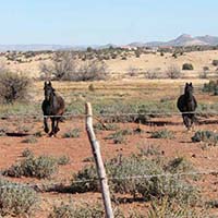 xanadu goldens property in az 5