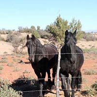 xanadu goldens property in az 6