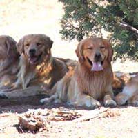 xanadu golden retrievers property 8