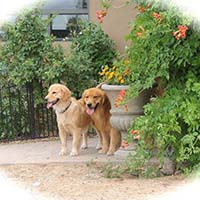 xanadu goldens property in az 10