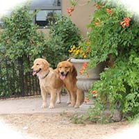 xanadu golden retrievers property 10