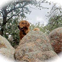 xanadu goldens property in az 12