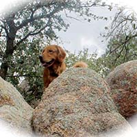 xanadu golden retrievers property 12