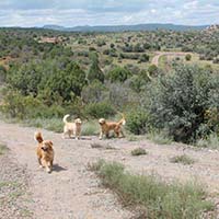 xanadu golden retrievers property 13