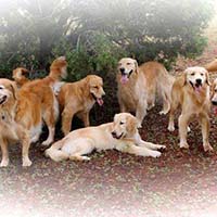 xanadu goldens property in az 15