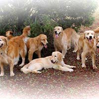 xanadu golden retrievers property 15