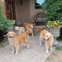 xanadu golden retrievers property 16