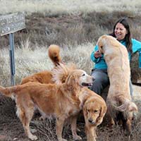 xanadu golden retrievers property 17