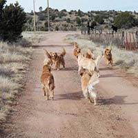 xanadu goldens property in az 18