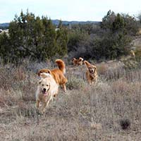 xanadu golden retrievers property 19