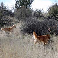 xanadu golden retrievers property 20