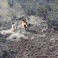 xanadu goldens property in az 23