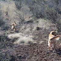 xanadu golden retrievers property 24