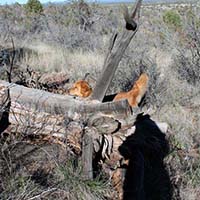 xanadu goldens property in az 26