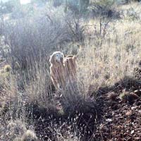 xanadu goldens property in az 27