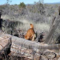 xanadu golden retrievers property 28