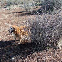 xanadu goldens property in az 30