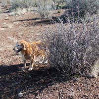 xanadu golden retrievers property 30